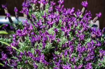 A closeup of lavender in a field under the sunlight with a blurry background