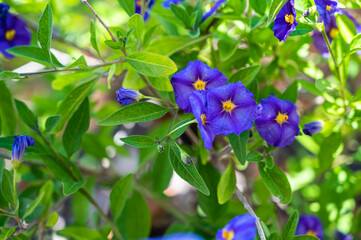 A closeup of Paraguay nightshades surrounded by greenery in a field under the sunlight