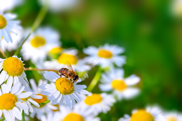 Chamomile flowers field background in sunlight. Beautiful nature scene with blooming medical chamomile and bee. Alternative medicine.