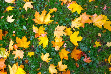 Yellow autumn maple leaves on green grass