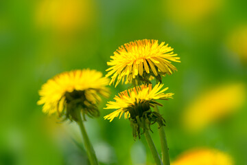 Yellow dandelion flowers in grass  close-up macro with soft focus on in nature.