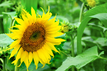 Yellow sunflower on sunflowers field background. Natural sunflower in field close-up view.