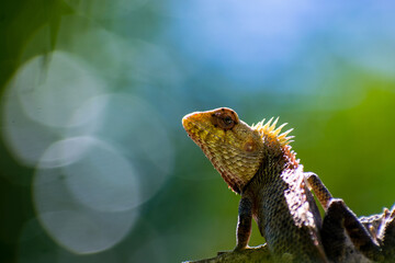 lizard on a branch