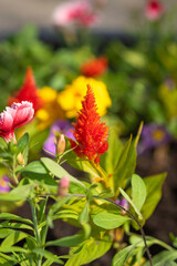 Summer pictures with kinds of flowers and leaves of different colors.
