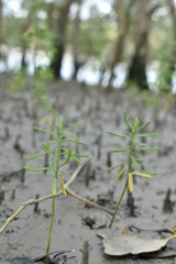snow covered branches