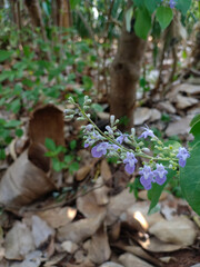 purple flower blooming in the garden.