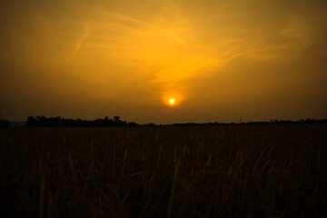 Sunset  or Sunrise View at Kaziranga National Park of Assam, India
