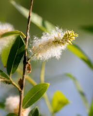 Mature fluffy willow catkins on a branch with green leaves, illuminated by the sun, close-up