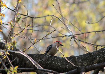 Red-Bellied Woodpecker on Tree Branch