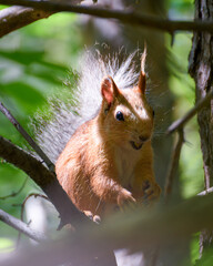 a small squirrel sits on a tree among the leaves, illuminated by the sun