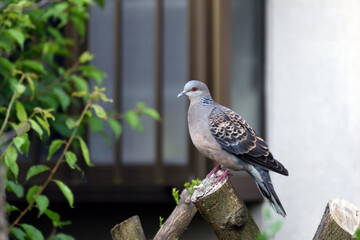 鳩