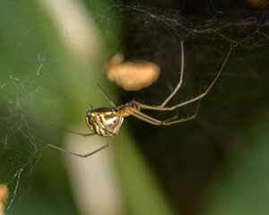 Spider in a web close up on a dark background