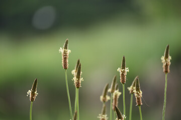 野の花