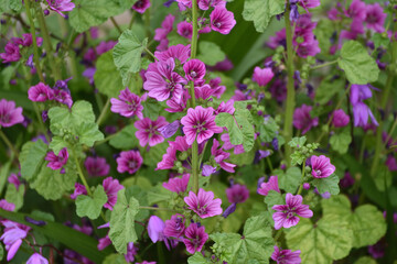 野の花