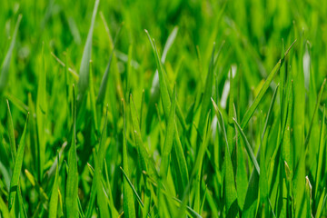 Fototapeta na wymiar Lush green grass. Meadow background. Background green grass