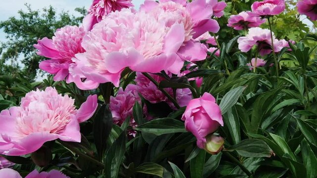 Fresh blooming peonies in the garden. Lush greenery on a Sunny day without wind. Beautiful nature and a meditative image
