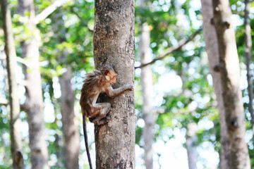 Monkey climbing a tree
