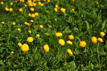 Some yellow flowers in a mountain prairie