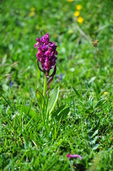 A nice purple flower in a mountain prairie