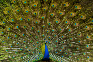 Obraz premium More dance stances of the Indian male peacock 