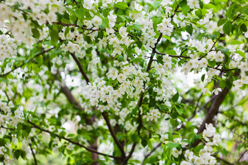 Blossoming apple trees close-up white buds of flowers on a bokeh background.