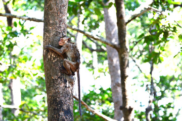 Monkey climbing a tree
