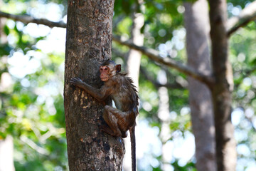 Obraz premium Monkey climbing a tree 