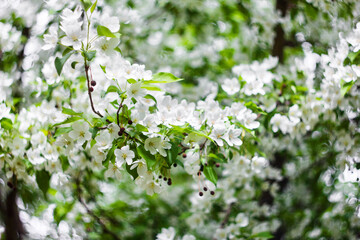 Blossoming apple trees close-up white buds of flowers on a bokeh background.