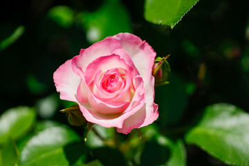 ストロベリーアイス　白とピンクの薔薇