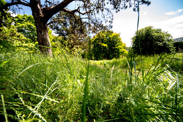 Woodland in summer day
