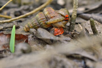 snail on a leaf