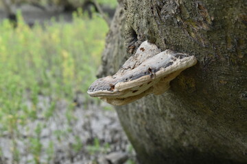 alligator in the forest