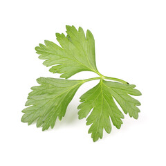 Green coriander leaf isolated on white background