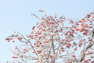 Bunches of red mountain ash under the snow