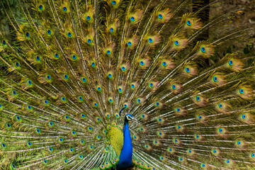 Fototapeta premium More dance stances of the Indian male peacock 