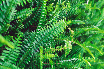 Ferns background