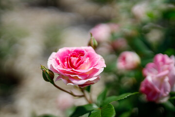 春の舞　日本の薔薇