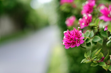 Beautiful pink bougainvillea flowers are blooming along the walkway.