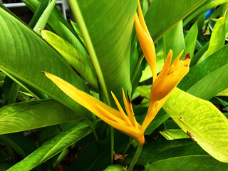 Beautiful multi-colored flowers with green leaves and green nature