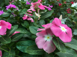 Beautiful multi-colored flowers with green leaves and green nature