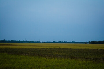 Rural landscape with a field of wheat and sunrise with a cloudy sky background. Landscape. 
