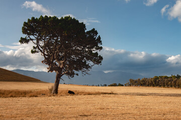 Calm evening in countryside Canterbury, New Zealand
