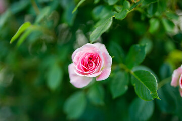 ストロベリーアイス　ピンクの薔薇