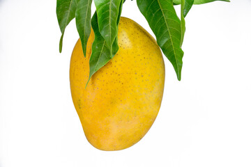 fresh ripe mango with green leaves on white background