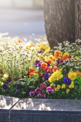 flowers in the garden
