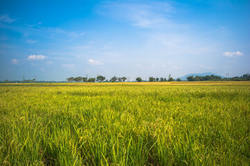 Rural landscape with a field of wheat and sunrise with a cloudy sky background. Landscape. 
