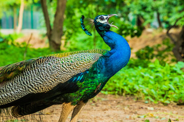 Obraz premium Indian Male Peacock