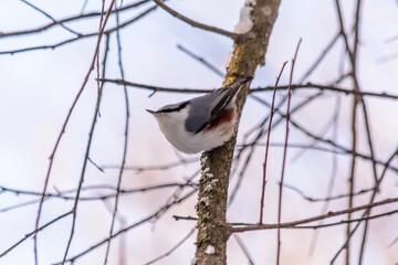 Forest birds live near the feeders in winter