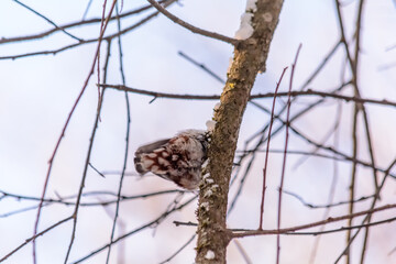 Forest birds live near the feeders in winter