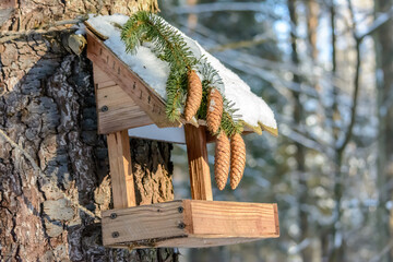 Forest birds live near the feeders in winter